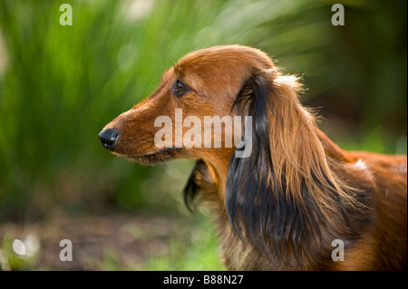 Teckel miniature à poil long chien - portrait Banque D'Images