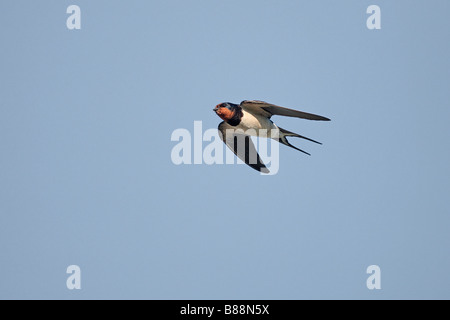 Hirondelle rustique Hirundo rustica en vol avec de la nourriture aux jeunes Cheshire UK Juin Banque D'Images