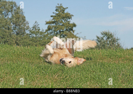 Golden Retriever dog on meadow Banque D'Images