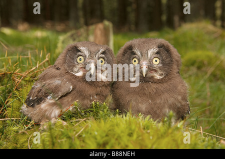 Deux jeunes Chouettes de Tengmalm - assis sur la mousse / Aegolius funereus Banque D'Images