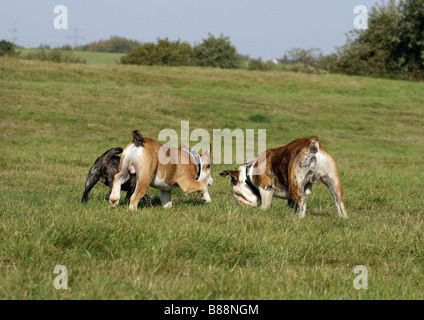 Trois bouledogues anglais jouant sur meadow Banque D'Images