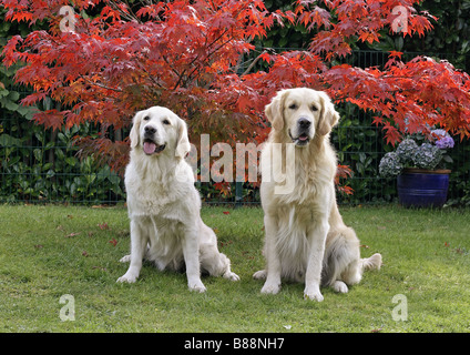 Deux chiens Golden Retriever dans le jardin Banque D'Images