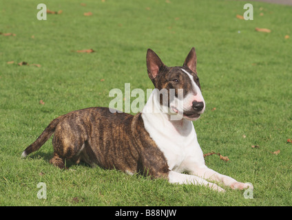 Chien miniature Bullterrier on meadow Banque D'Images