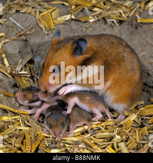 Hamster doré (Mesocricetus auratus). Avec les jeunes femmes Banque D'Images