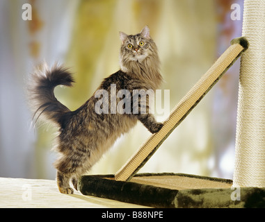 Chat des forêts de Sibérie à rayures bord Banque D'Images