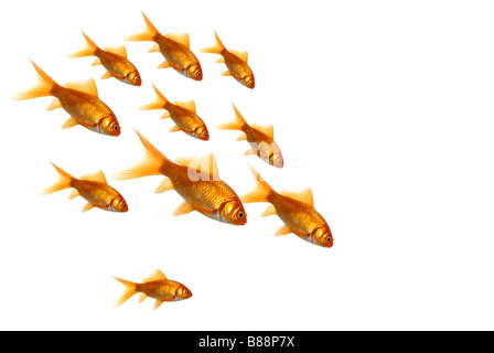 Pack de natation poisson rouge à un point Banque D'Images