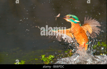 Éruption de petits poissons avec Kingfisher Banque D'Images