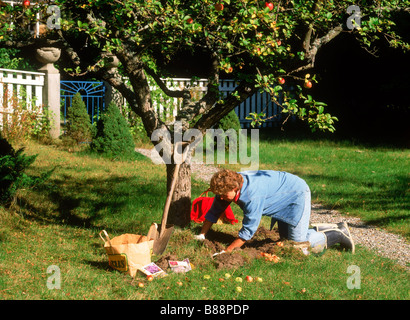 La plantation de bulbes femme sous un pommier dans le jardin à maison d'été en Suède Banque D'Images