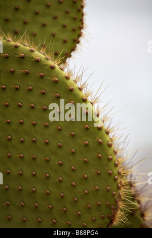 Close up of Giant droopy cactus, Opuntia spp. echios var echios à South Plaza Islet, îles Galapagos, Equateur - abstract pattern Banque D'Images