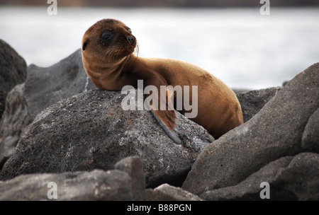 Les jeunes otaries des Galapagos, Arctocephalus galapagoensis, pup portant sur les rochers à Mosquera Islet, îles Galapagos, en Équateur en Septembre Banque D'Images