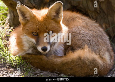 Séance de renard roux Banque D'Images