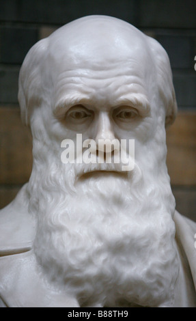 Une statue de Charles Darwin - qui a découvert la sélection naturelle - siège au Natural History Museum de Londres. Banque D'Images