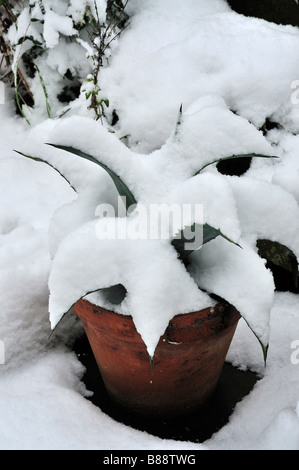 Agave americana variegata couvertes de neige Banque D'Images