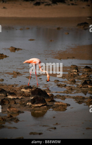 Flamant rose, Phoenicopterus ruber, boire d'une lagune à Dragon Hill, l'île de Santa Cruz, Galapagos, Equateur Banque D'Images