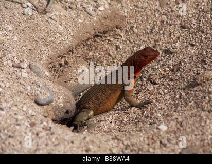 Lava lizard, Microlophus delanonis spp, émergeant de trou dans le sable à Punta Suarez, Espanola Island, îles Galapagos, en Équateur en Septembre Banque D'Images