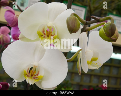 White Moth Orchid Nom latin 'Phalaenopsis' Phal Orchidées Banque D'Images