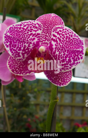 Moth Orchid Nom latin 'Phalaenopsis' Orchidées Mauve Lilas Phal Banque D'Images