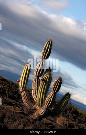 Cactus candélabres, Jasminocereus thouarsii var delicatus, de plus en plus parmi les champs de lave à Punta Moreno, Isabela Island, îles Galapagos Septembre Banque D'Images