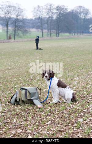 Chien à tirer le faisan en attente Banque D'Images