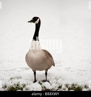 Bernache du Canada Branta canadensis dans la neige à Kew Banque D'Images