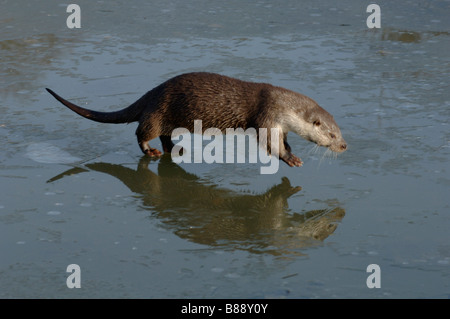 Loutre d'Europe Lutra lutra courir sur le lac glacé Banque D'Images