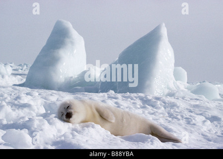 Bébé phoque du Groenland (Phoca groenlandica) ou Phagophilus groenlandica dormir sur la banquise et la neige Golfe du Saint-Laurent Banque D'Images