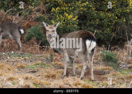 Le cerf sika Cervus nippon montrant queue blanche Banque D'Images