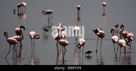 Parc National de Nakuru de lac Flamingos Banque D'Images