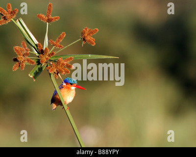 Malacite Kingfisher Banque D'Images