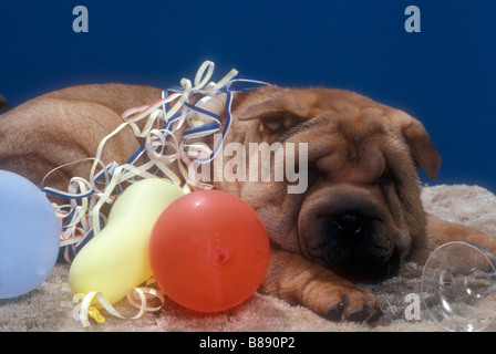 Shar-Pei chinois Banque D'Images