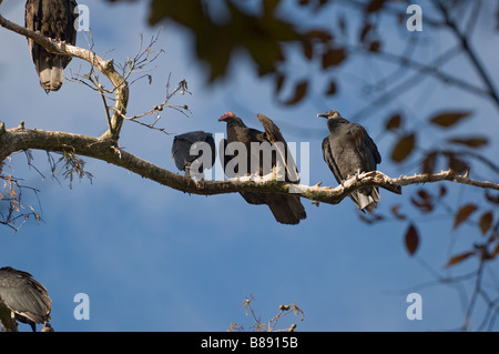 L'urubu Cathartes aura et Noir Coragyps atratus vautours sitting on tree limb Banque D'Images