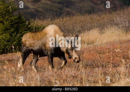 Les orignaux Alces alces en Alaska l'automne Banque D'Images