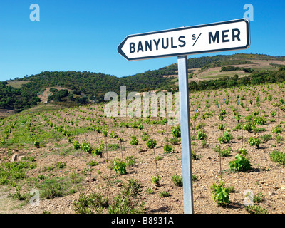 Vignoble de Banyuls, Languedoc Roussillon, France. Banque D'Images