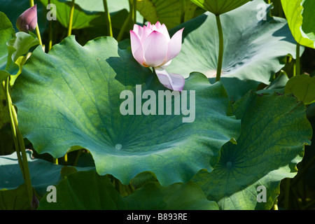 Fleur de Lotus dans 'Blue Wave' Pavillon jardin de Suzhou, Chine. Banque D'Images