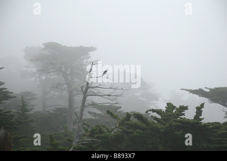 Crow sur tronc d'arbre mort sur la côte brumeuse, Pebble Beach, en Californie. Banque D'Images