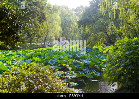 Fleur de Lotus dans l'étang rempli d'administrateurs Humble jardin de Suzhou, Chine. Banque D'Images