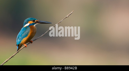 Politique européenne Kingfisher perché sur un bâton au-dessus d'un puits dans la campagne indienne. L'Andhra Pradesh, Inde Banque D'Images