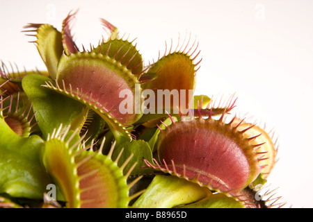 Macro image d'une plante carnivore droseraceae Banque D'Images