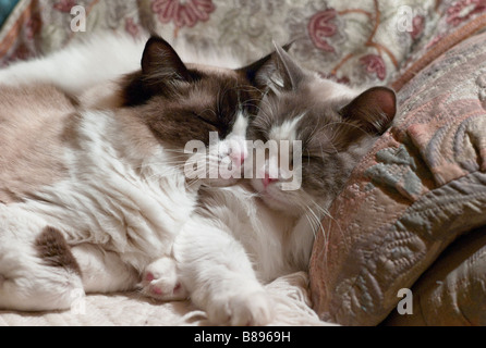 Deux jeunes chats Ragdoll dormir ensemble joue contre joue Banque D'Images