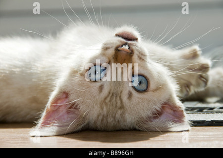 Un harfang chatons jouant sur le plancher Banque D'Images