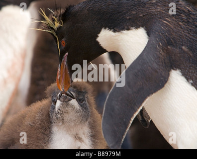 Rockhopper Penguin chick et parent (Eudyptes chrysocome, alimentation chrysocome) sur les îles Falkland Banque D'Images