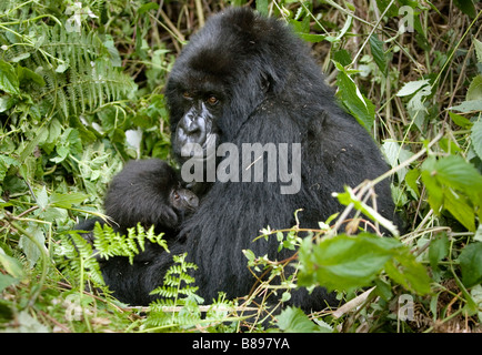 Mère rss baby mountain gorilla gorilla gorilla beringei dans le Parc des Volcans, dans le nord-ouest de l'Afrique centrale Rwanda Banque D'Images