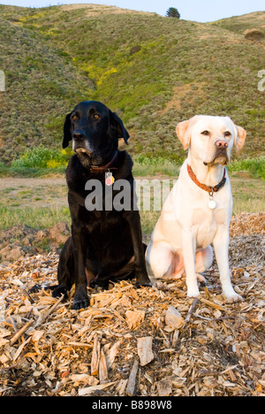 Labradors retrievers sitting in field Banque D'Images