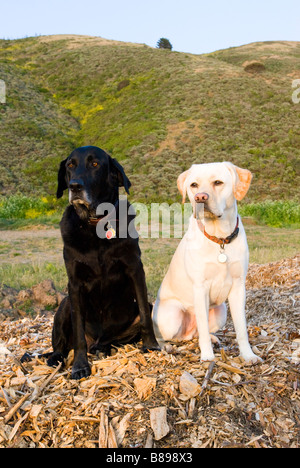 Labradors retrievers sitting in field Banque D'Images