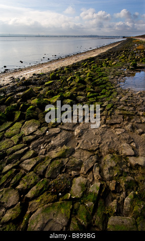 Les vestiges de l'ancien fleuve défenses sur l'estran d'Essex de la Tamise. Banque D'Images