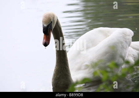 Un élégant cygne sur un lac Banque D'Images