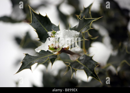 Un gros plan photo d'une branche de houx couvert de glace dans la neige de l'hiver Banque D'Images