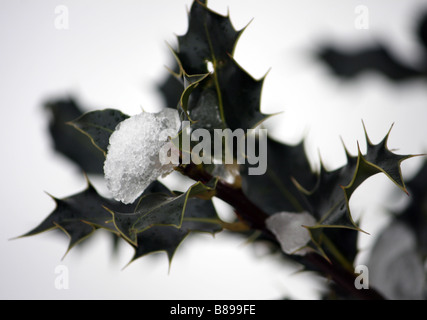 Un gros plan photo d'une branche de houx couvert de glace dans la neige de l'hiver Banque D'Images