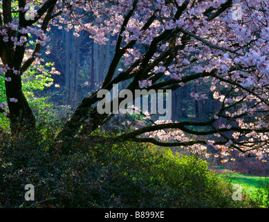 Seattle WA Japanese Cherry branches surlignée en début du printemps Washington Park Arboretum Banque D'Images