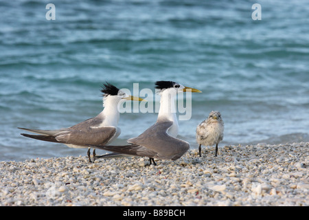 La sterne huppée avec chick sur une plage de corail Banque D'Images